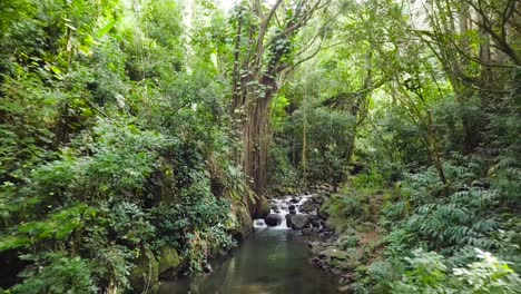 Honolulu-Oahu-Hawaii-Jungle-landscape-scenery-rushing-creek-bursting-light-and-lush-foliage-on-Nuuanu-Trail,-Aerial-pull-back-dolly