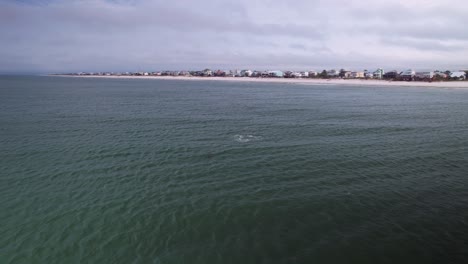 Aerial-of-dolphins-feeding-in-front-of-sandy-beaches-and-ocean-front-condos