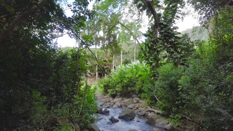 Honolulu,-Oahu,-Hawaii-jungle-landscape-with-a-rushing-creek-and-light-through-jungle-vines-and-palm-trees-on-Nuuanu-Trail,-aerial-dolly