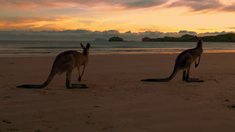 Wild-kangaroos-and-wallabies-by-the-sea-on-a-sandy-beach-at-Cape-Hillsborough-National-Park,-Queensland-at-sunrise
