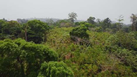 Drone-flight-over-plantation-in-jungle