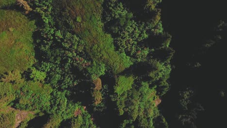 Sich-Vorwärts-Bewegender-Adlerblick-Von-Einer-Drohne,-Die-Von-Oben-Eine-Grüne-Bergwiese-Mit-Bäumen-Zeigt