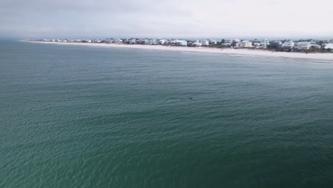 Aerial-of-dolphins-pod-in-front-of-sandy-beaches-and-ocean-front-condos