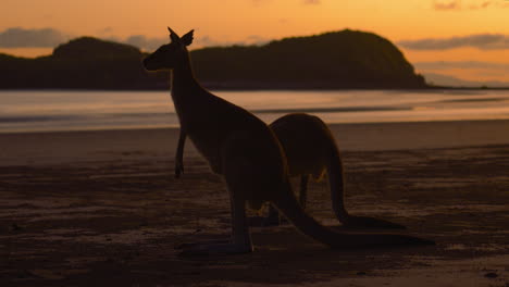 Wild-wallaby-and-kangaroo-feeding-on-a-sandy-beach-at-Cape-Hillsborough-National-Park,-Queensland-at-sunrise