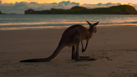Wallaby-Canguro-Salvaje-En-Una-Playa-De-Arena-En-El-Parque-Nacional-De-Cape-Hillsborough,-Queensland-Al-Amanecer.