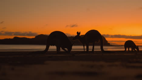 Wild-kangaroo-and-wallaby-by-the-sea-on-a-sandy-beach-at-Cape-Hillsborough-National-Park,-Queensland-at-sunrise