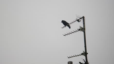 -Crow-perched-on-the-TV-aerial