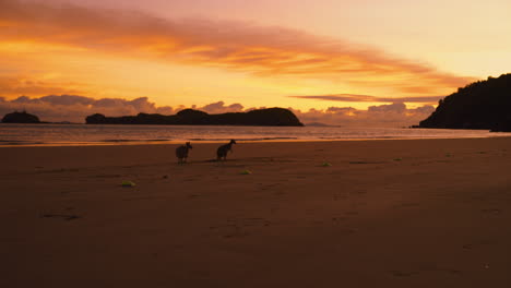 Two-wild-wallabies-and-kangaroos-feeding-on-a-scenic-sandy-beach-at-Cape-Hillsborough-National-Park,-Queensland-at-sunrise