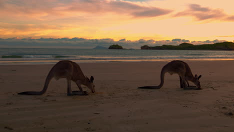 Wilde-Wallabys-Und-Kängurus-An-Einem-Sandstrand-Im-Cape-Hillsborough-National-Park,-Queensland-Bei-Sonnenaufgang