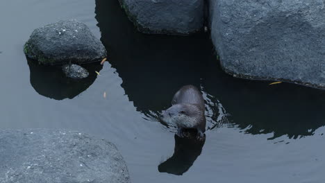 Otter-Beendet-Das-Fischessen,-Schaut-Sich-Um-Und-Taucht-Unter-Wasser