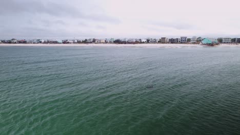 Aerial-of-dolphins-swimming-in-front-of-sandy-beaches-and-ocean-front-condos