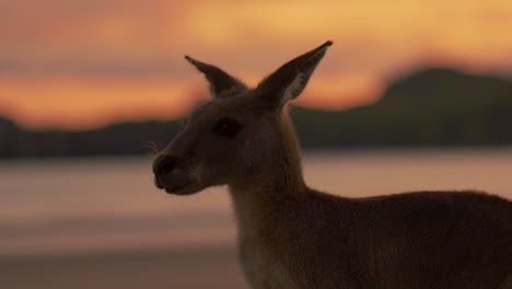 Wildes-Känguru-Wallaby-Nahaufnahme-An-Einem-Sandstrand-Im-Cape-Hillsborough-National-Park,-Queensland-Bei-Sonnenaufgang