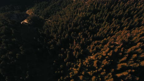 Aerial-view-of-pine-trees-in-the-French-Alps-in-a-late-afternoon