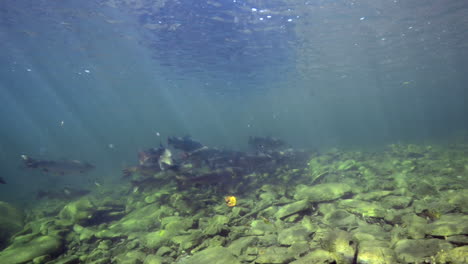 Lachs-Unter-Wasser-Während-Eines-Tauchgangs