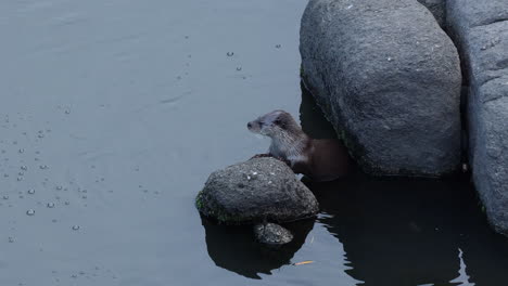 Otter-Im-Wasser-Schüttelt-Den-Kopf-Und-Taucht-Dann-Unter-Wasser