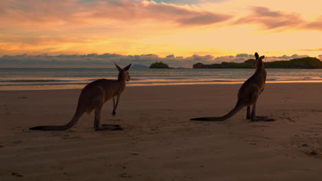 Two-wild-kangaroos-and-wallabies-by-the-sea-on-a-sandy-beach-at-Cape-Hillsborough-National-Park,-Queensland-at-sunrise