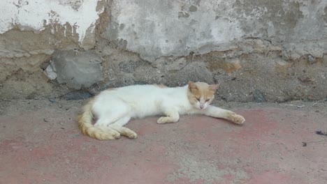 Cat-laying-down-resting-near-an-adobe-wall,-before-being-startled-and-kitty-runs-away