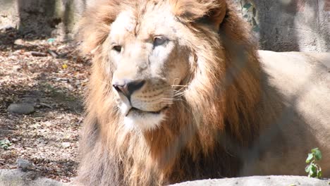 Large-male-lion-sitting-inside-a-zoo-cage