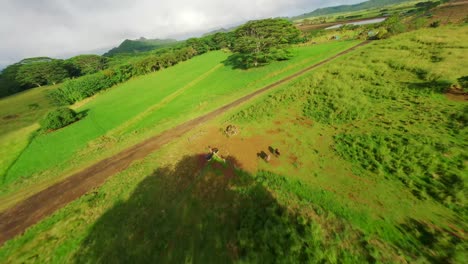 Cinematic-shot-of-beautiful-natural-flora-and-fauna-of-the-Kauai,-Hawaii-island
