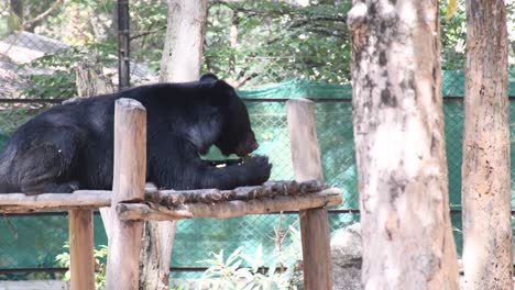 Close-up-shot-of-Asian-black-Bear-eating-fruit-on-the-tree-bench