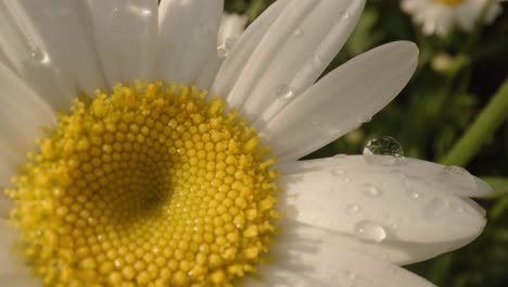 Extreme-close-up-of-dew-on-white-daisy