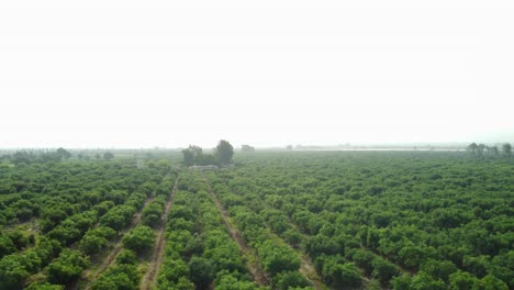 Drone-orbits-and-turns-above-agricultural-green-fields