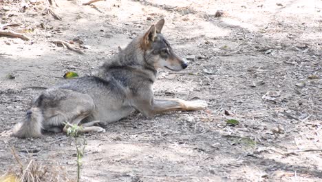 Lobo,-Canis-Lupus,-Lobo-Gris,-Lobo-Gris-Sentado-Bajo-La-Sombra-Y-Relajándose-En-Un-Parque-Zoológico