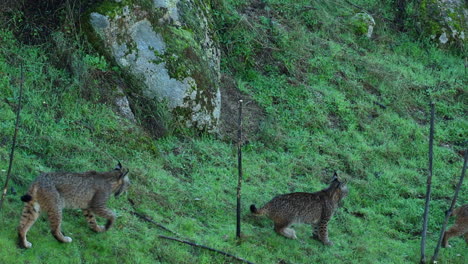 Iberian-Lynx-Mom-with-Two-Cubs-Walks-Across-a-Hillside-Slo-Mo