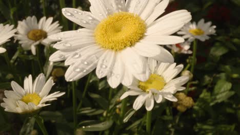 Tilt-up-dew-drops-on-white-daisy