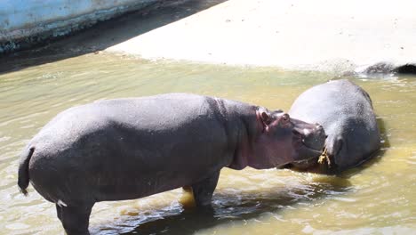 Hippo-in-the-zoo-soaking-under-sunbath-and-relaxing
