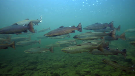 Salmon-underwater-during-a-dive-in-a-river