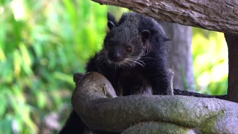 Exotic-wildlife-species,-a-bearcat,-arctictis-binturong-with-bristly-hairs-perching-on-tree-log,-close-up-shot