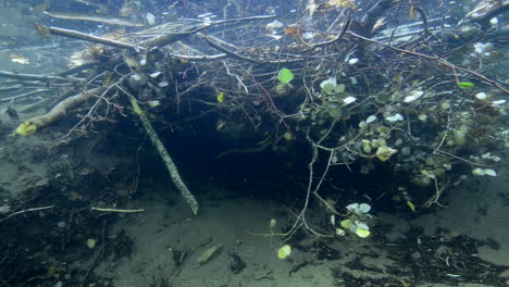 Beaver-hut-underwater-during-a-dive