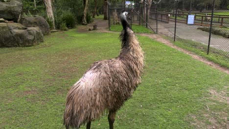 A-mean-looking-emu-paces-at-the-Currumbin-Wildlife-Sanctuary-on-Australia's-Gold-Coast