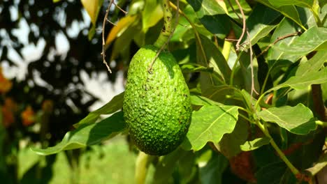 An-close-up-of-an-avocado-fruit-growing-and-hanging-from-a-bush