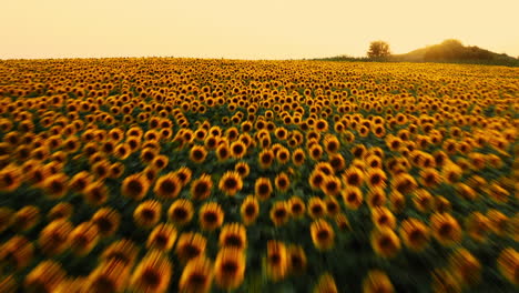 Establishing-sunflower-fields-at-sunset,-Republic-of-Moldova