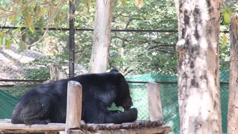 Close-up-shot-of-Asian-black-Bear-eating-fruit-on-the-tree-bench