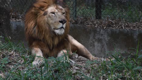 Large-male-lion-sitting-and-relaxing-under-the-shade