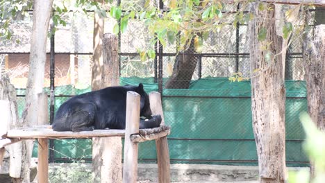 Un-Gran-Oso-Negro-Disfrutando-De-Su-Comida-Dentro-De-Un-Parque-Zoológico