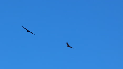 Griffin-Vulture-Soars-Effortlessly-Across-a-Blue-Sky-in-Andalucia-Spain-Slo-Mo