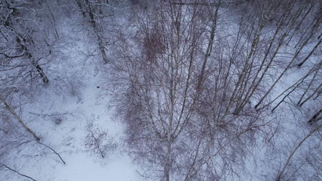 Aerial-Descending-Shot-Flying-Over-Remote-Snow-Covered-Rooftop-In-Winter-Forest-With-Tilt-Up