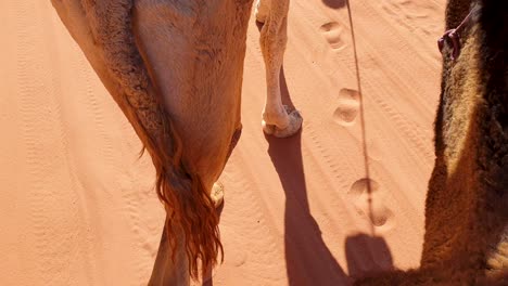 Close-up-of-camels-walking-in-Arabian-Wadi-Rum-desert-leaving-camel-footprints-in-the-red-sand-in-Jordan,-Middle-East
