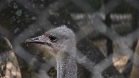 Close-up-shot-of-a-emu-bird-peeking-his-head-around