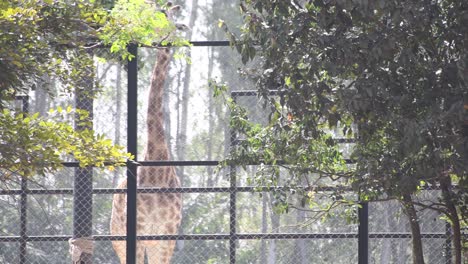 Parque-Zoológico-Jirafa-Comiendo-Hojas-Del-árbol