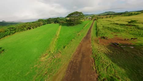 Aerial-drone-shot-of-horses-in-lush-green-farm-with-a-beautiful-scenery