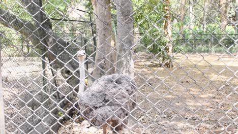 Emu-bird--inside-the-zoological-park