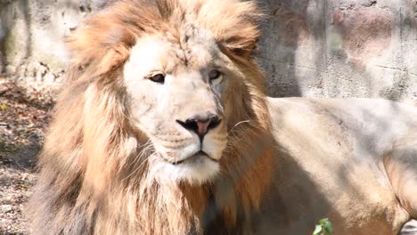 Male-giant-lion-inside-a-zoological-park