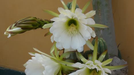 Echinopsis-Pachanoi,-Auch-Bekannt-Als-San-Pedro-Kaktus-Mit-Großen-Weißen-Blüten