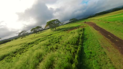 FPV-fast-paced-drone-shot-over-the-fields-and-medows-of-Kauai-island-in-Hawaii