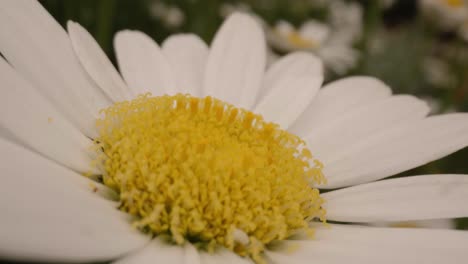 Filmische-Bewegung-über-Weißes-Gänseblümchen-Im-Garten-Im-Frühling